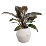 june split low 46cm blanc lin